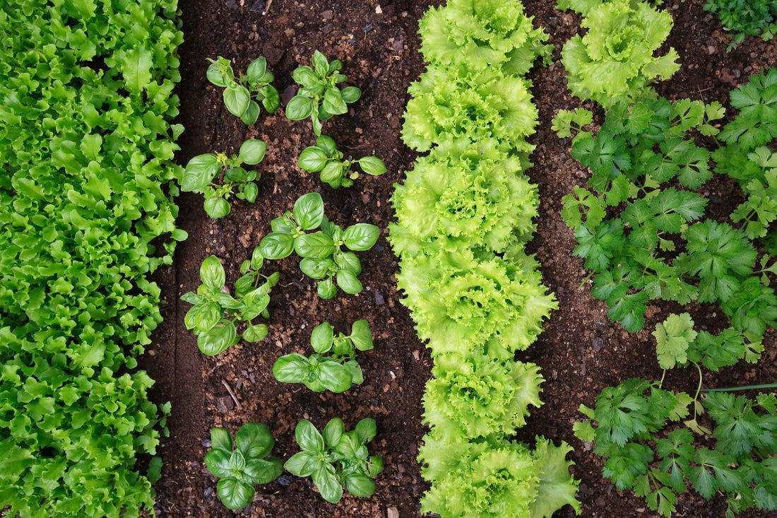 How-To Guide for Vegetable Succession Planting - Georgina Garden Centre