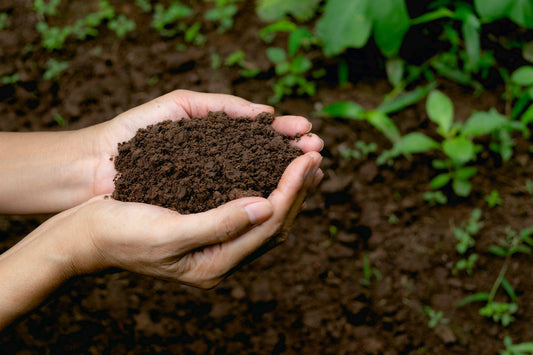Why Soil Matters More Than Plants