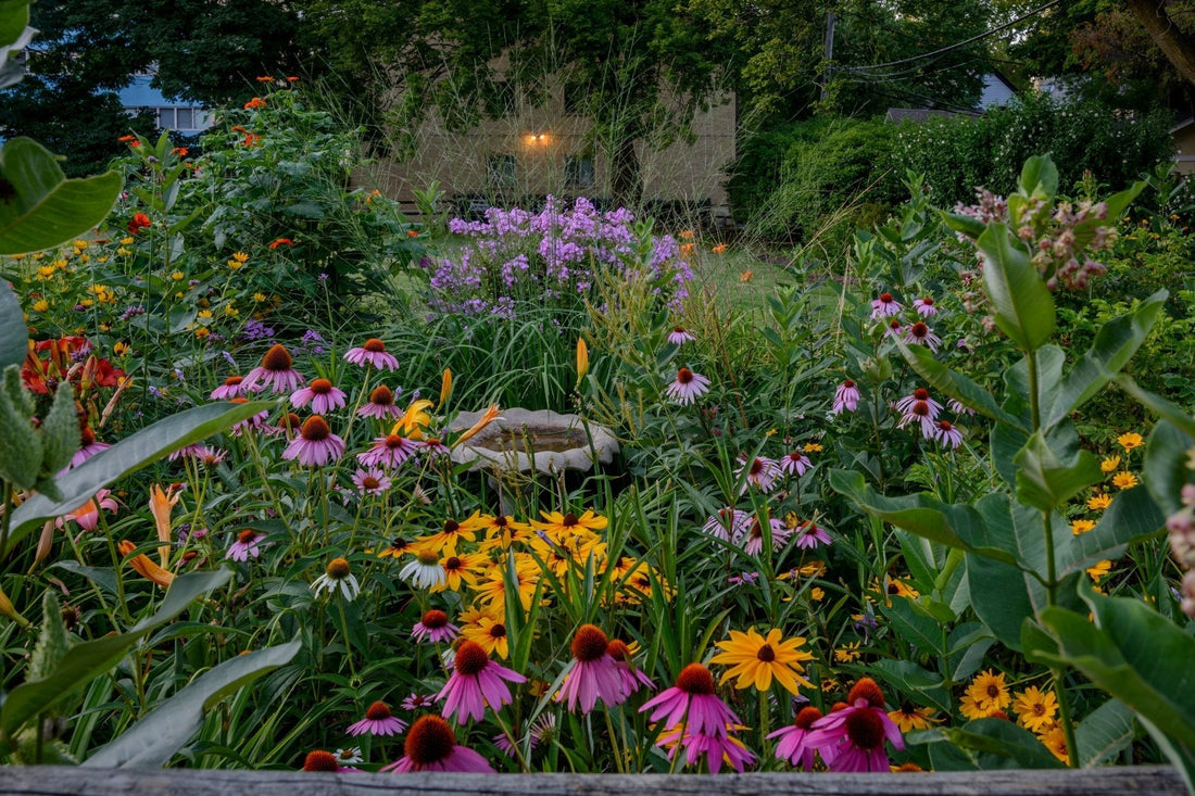 Hot and Bothered but Thriving: Perennials That Actually Like the Heat - Georgina Garden Centre