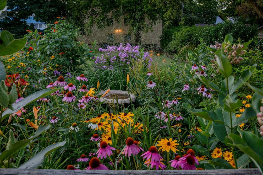 Hot and Bothered but Thriving: Perennials That Actually Like the Heat - Georgina Garden Centre