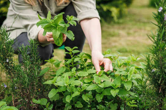 August in the Garden: Because Summer Isn’t Over Yet - Georgina Garden Centre