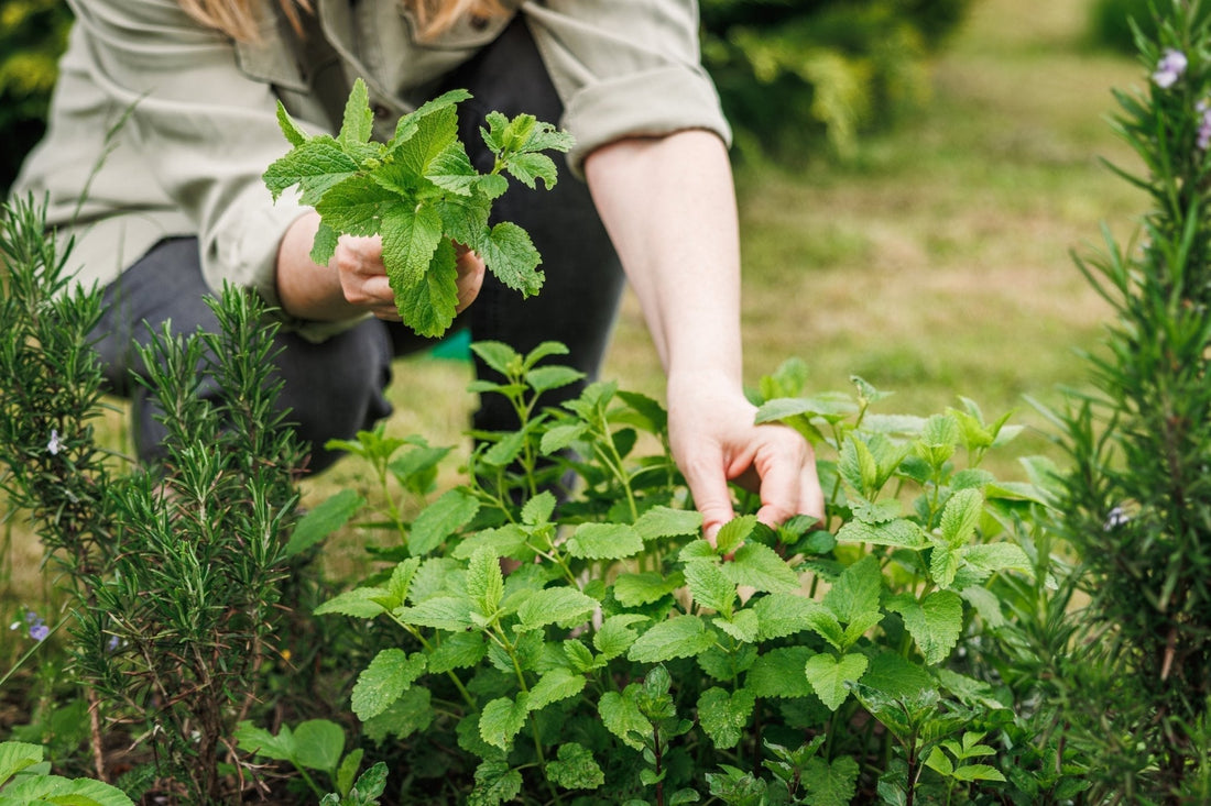 August in the Garden: Because Summer Isn’t Over Yet - Georgina Garden Centre