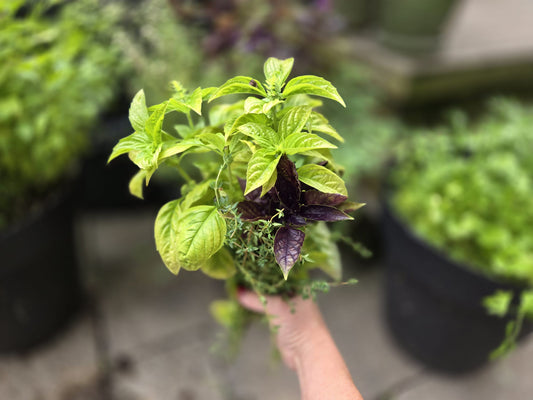 How to Tackle Your Overgrown Herbs (Without Losing Your Mind) - Georgina Garden Centre