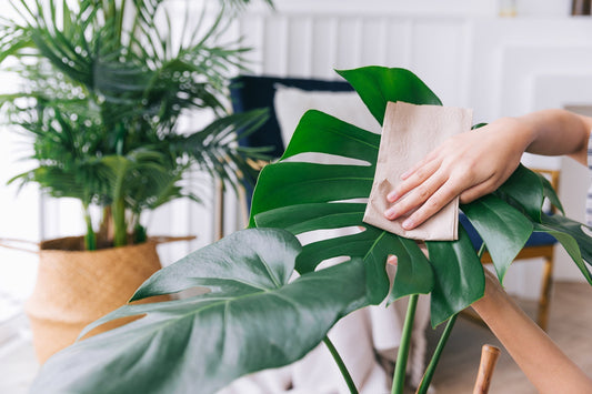 Monstera Deliciosa Care Guide - Georgina Garden Centre