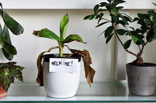 Oops, I Did It Again: 5 Houseplant Mistakes and How to Fix Them - Georgina Garden Centre