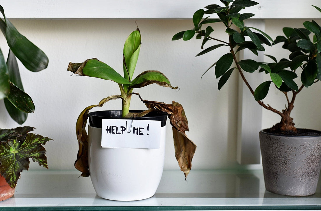Oops, I Did It Again: 5 Houseplant Mistakes and How to Fix Them - Georgina Garden Centre