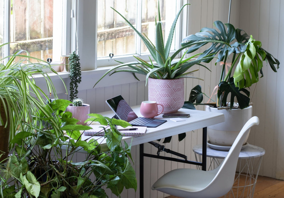 Top 5 Reasons Why Your Dorm Room or Office Needs Plants - Georgina Garden Centre