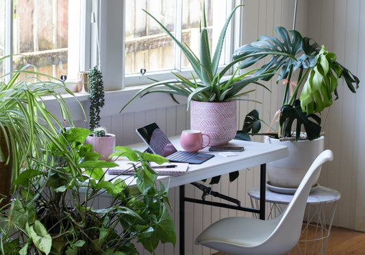 Don’t Leave Your Tropicals Out in the Cold — Literally - Georgina Garden Centre