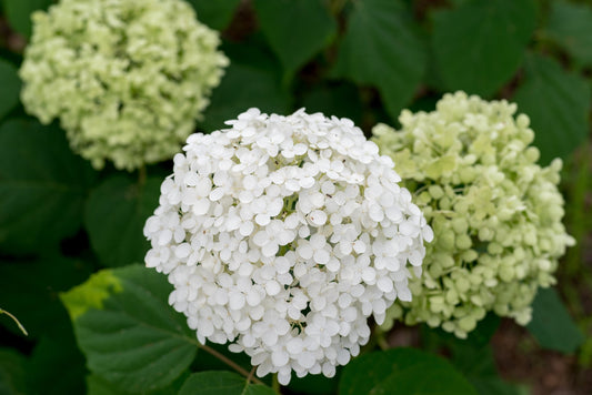 Fall Pruning 101: How to Trim Your Hydrangea Arborescens for Bigger Blooms Next Summer - Georgina Garden Centre