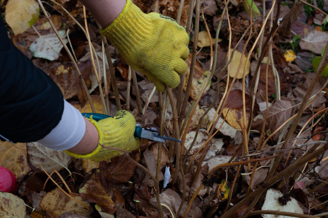 Don’t Get Snippy in Spring — Prune These Shrubs in Fall Instead - Georgina Garden Centre