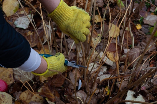 Don’t Get Snippy in Spring — Prune These Shrubs in Fall Instead - Georgina Garden Centre