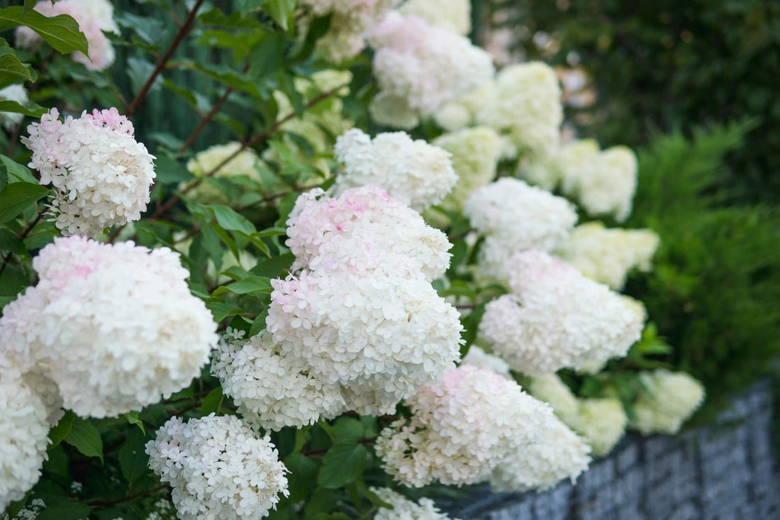 Hydrangea Drop! The Bloom Boom Has Hit Georgina - Georgina Garden Centre
