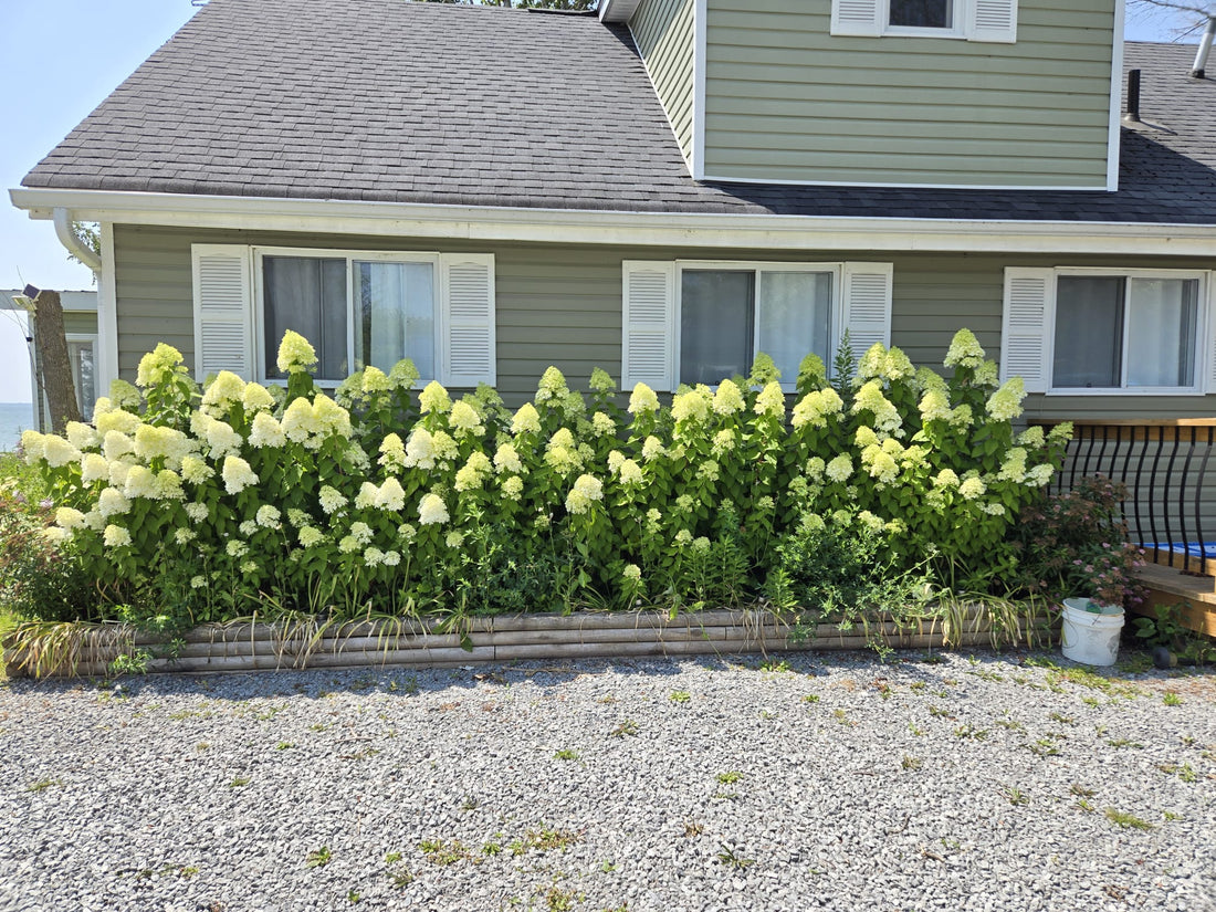 How to Prune Limelight Hydrangeas (and all panicle hydrangeas!) - Georgina Garden Centre