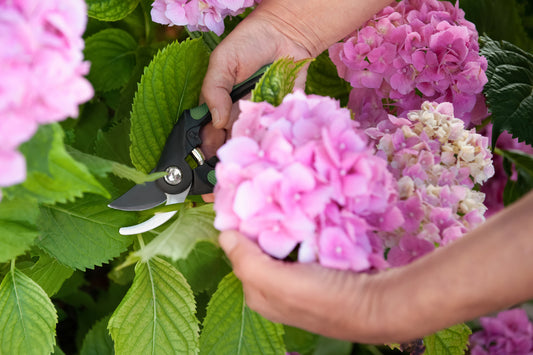 Pruning Hydrangea Macrophylla: How to Trim Without Tragedy - Georgina Garden Centre