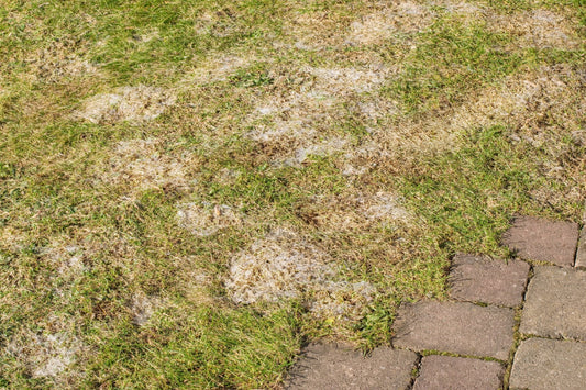 Your Lawn Looks Terrible Right Now - Georgina Garden Centre