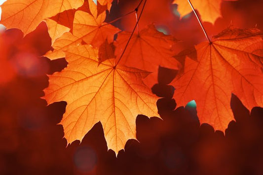 Why Fall is the Perfect Time to Plant Trees and Shrubs - Georgina Garden Centre