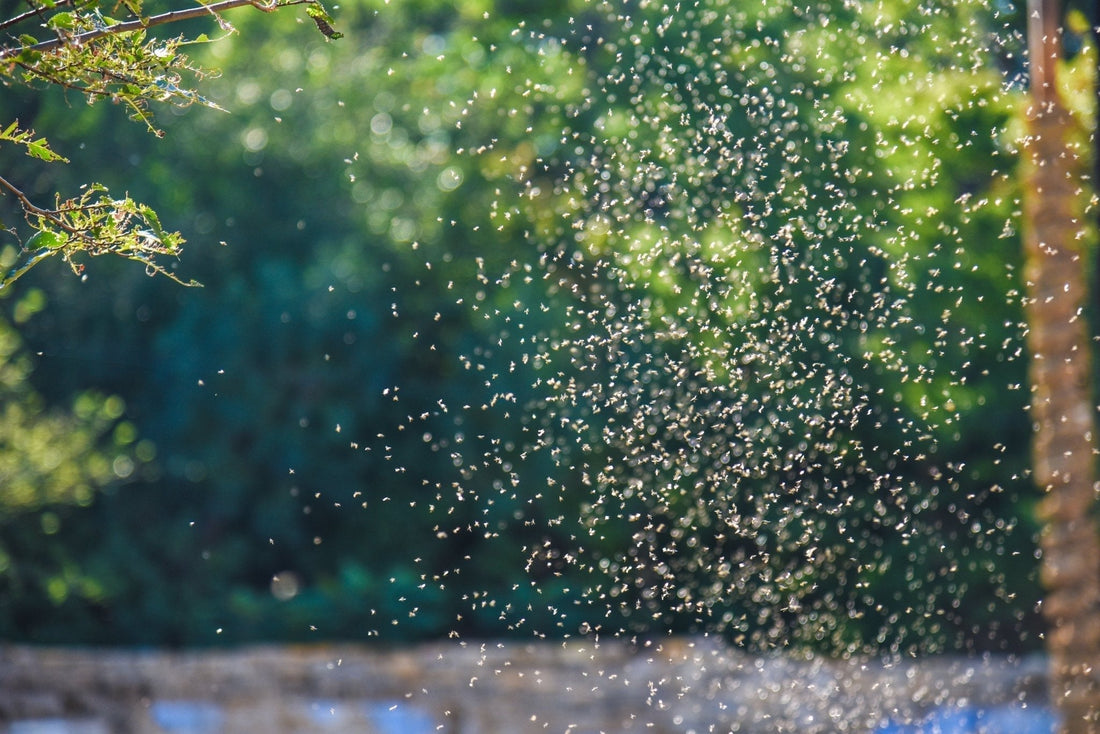 How Midges Improve Soil and Biodiversity in Your Garden - Georgina Garden Centre