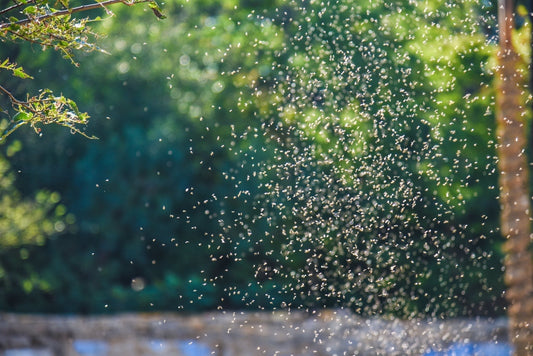 How Midges Improve Soil and Biodiversity in Your Garden - Georgina Garden Centre