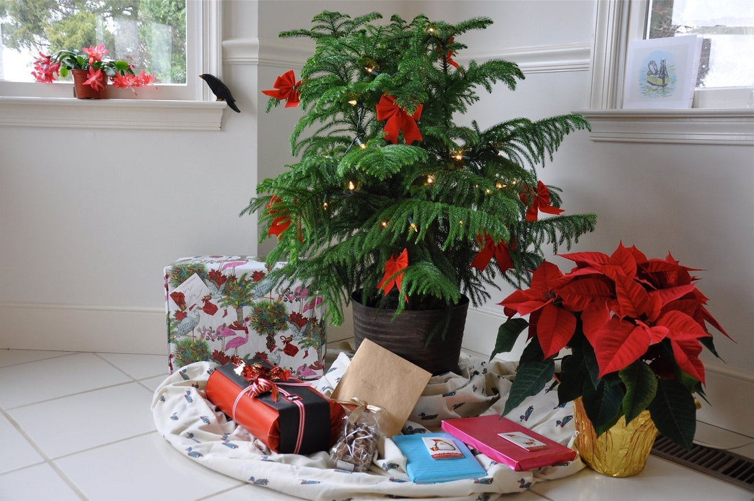 The Norfolk Pine Guide: History, Care, and Holiday Fame - Georgina Garden Centre