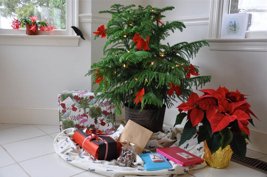 The Norfolk Pine Guide: History, Care, and Holiday Fame - Georgina Garden Centre