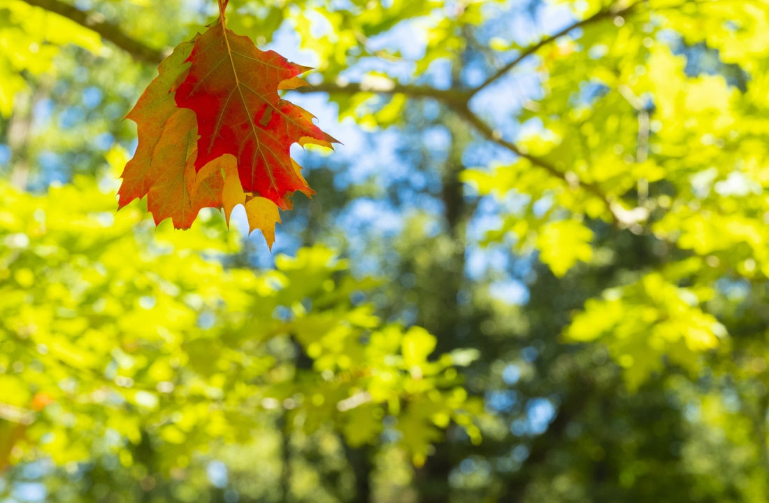 When Leaves Go Rogue: What Causes Trees to Change Colour Early? - Georgina Garden Centre