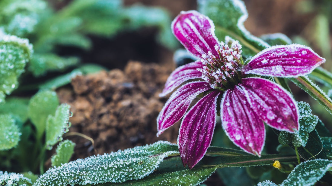 Is It Safe To Plant Annuals? - Georgina Garden Centre