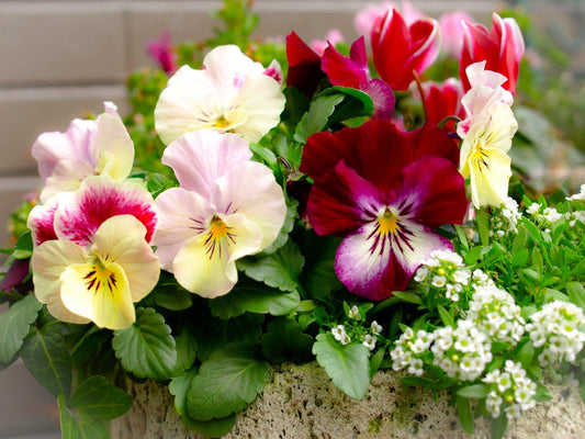 Pansies: The Flower That Laughs in the Face of Frost - Georgina Garden Centre