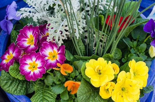 Easy Easter Planters that Last - Georgina Garden Centre