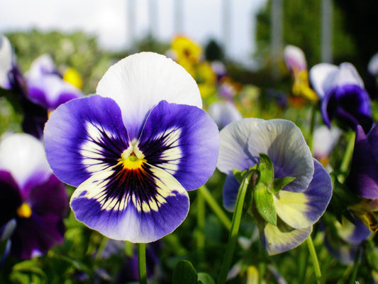 What You Can Plant Right Now - Georgina Garden Centre