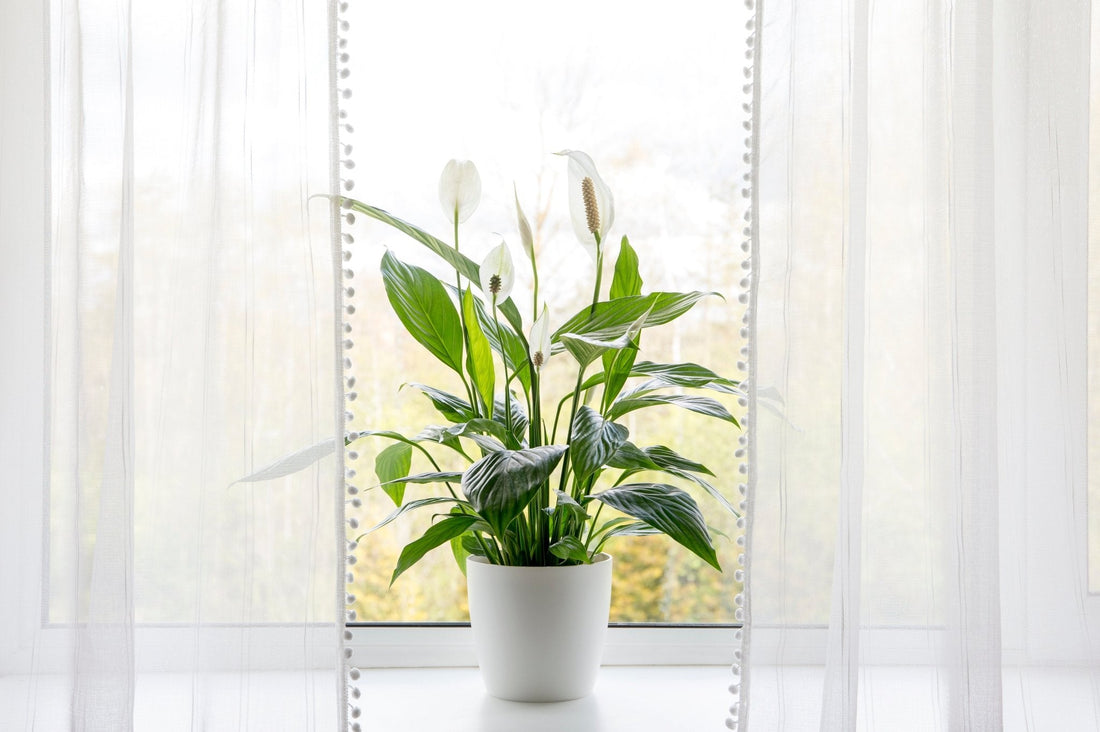 Peace Lily Care Guide - Georgina Garden Centre