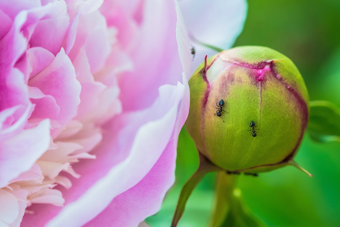 Busting Gardening Myths - Georgina Garden Centre