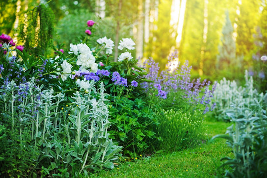 Perennials for Full Sun: Low-Maintenance Beauty for Your Yard - Georgina Garden Centre
