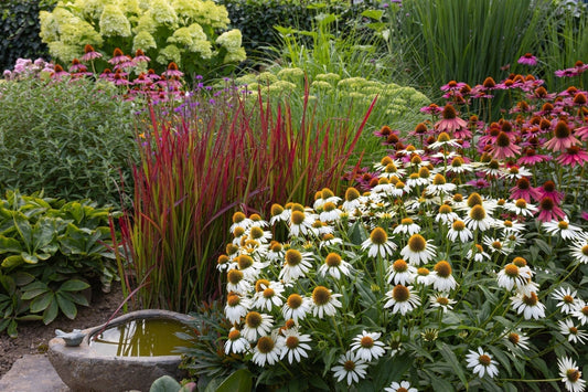 Perennials That Love Fall Almost as Much as You Love Sweaters - Georgina Garden Centre