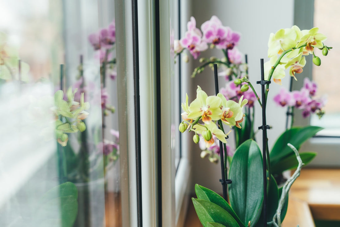 Orchid Care Guide - Georgina Garden Centre