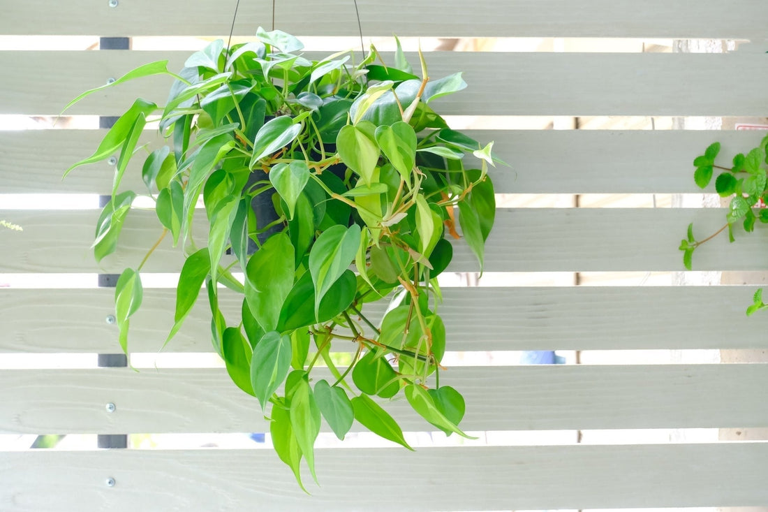 Philodendron Care Guide - Georgina Garden Centre