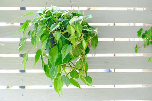 Philodendron Care Guide - Georgina Garden Centre