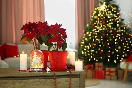 Perfect Poinsettias: Your Holiday Care Checklist - Georgina Garden Centre