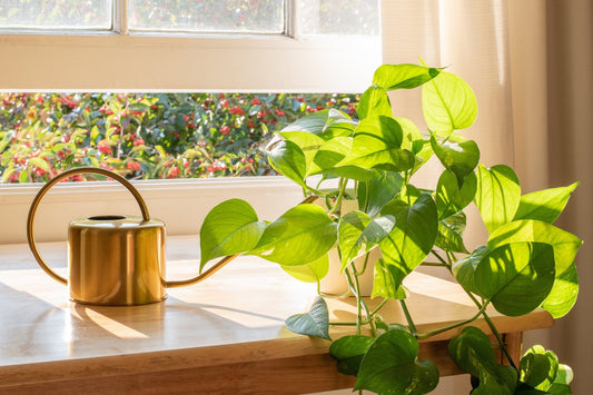 Pothos Care Guide - Georgina Garden Centre