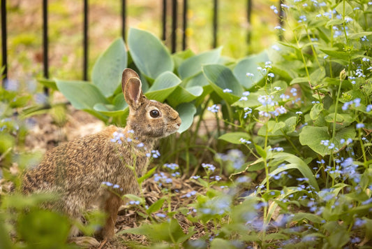 Why Rabbit Damage Is So Bad This Year - Georgina Garden Centre