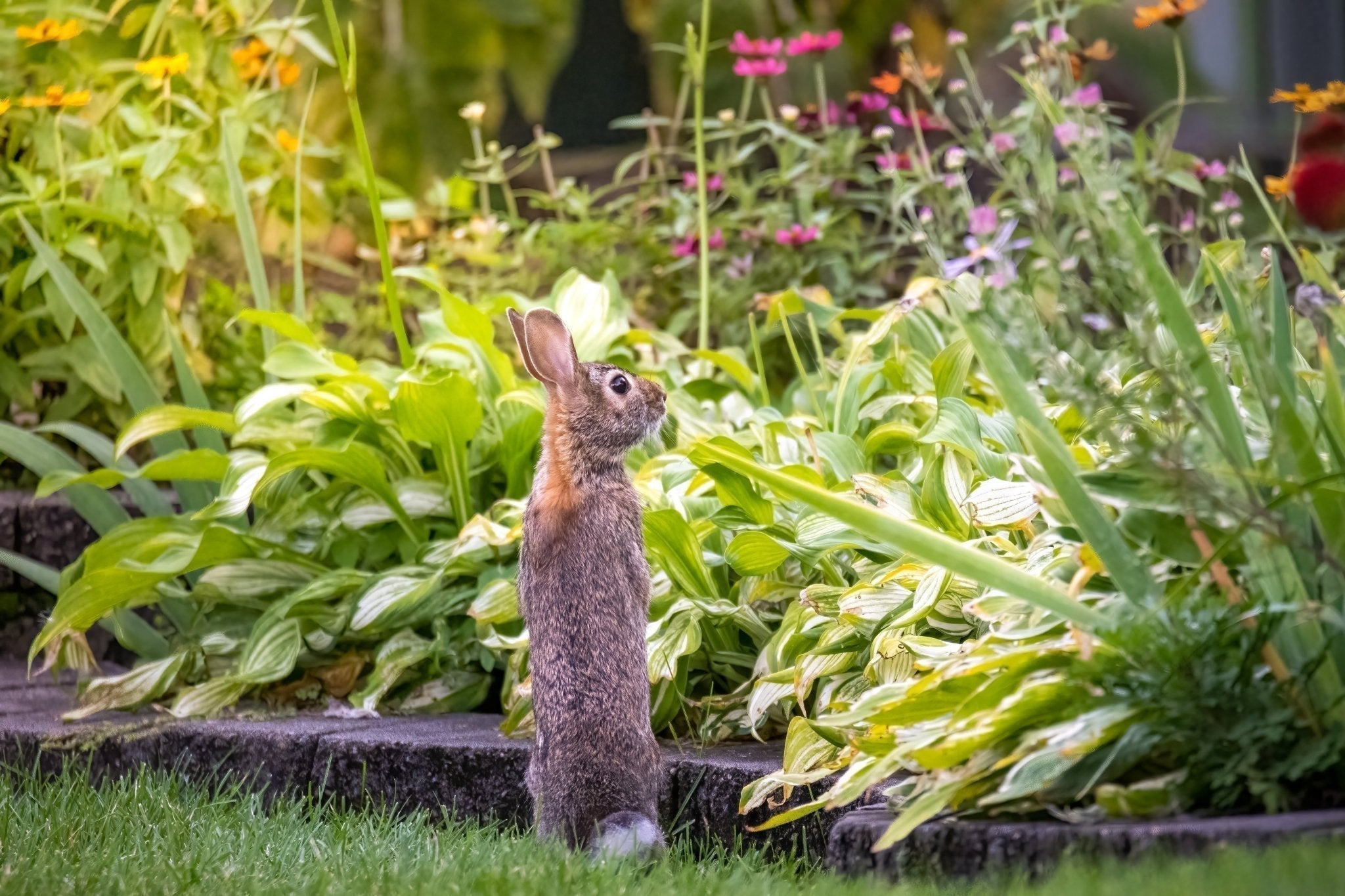 Rabbit Resistant Vegetable Plants 13 Vegetable Garden Plants Rabbits