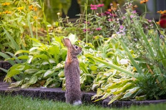 Best Rabbit-Deterring Plants for Your Garden - Georgina Garden Centre