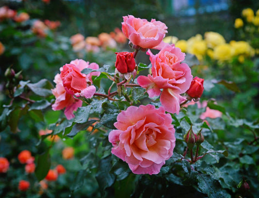 Rose Care Throughout the Season - Georgina Garden Centre