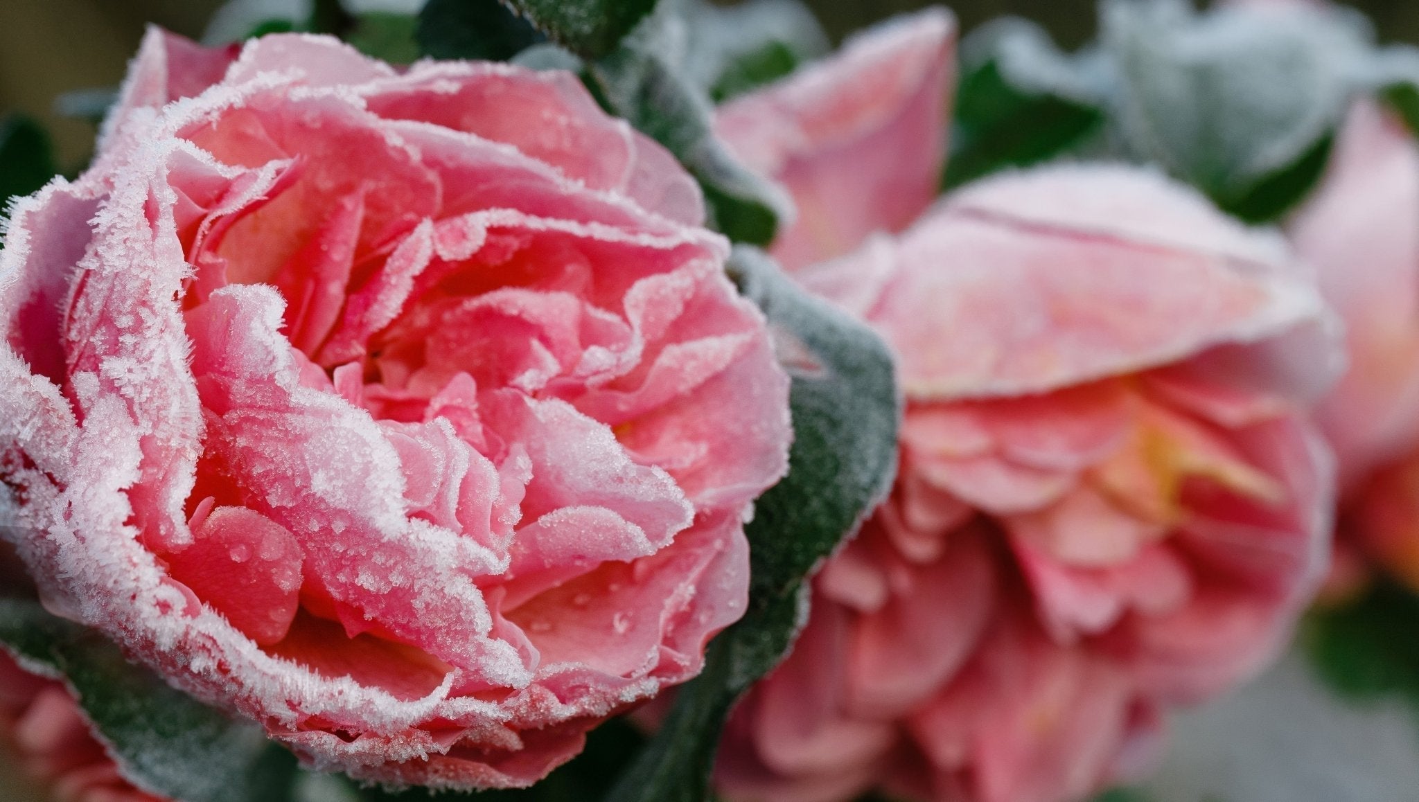 Frosty Nights, Rosy Delights: How to Winterize Roses in Georgina ...
