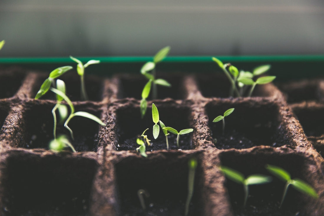 Starting Seeds Indoors: Give Your Garden a Head Start - Georgina Garden Centre