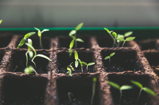 Starting Seeds Indoors: Not Everything Needs a Head Start - Georgina Garden Centre