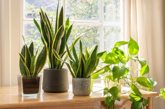 Snake Plant (Sansevieria) Care Guide - Georgina Garden Centre
