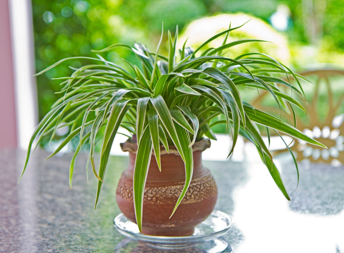 Spider Plant Care Guide - Georgina Garden Centre
