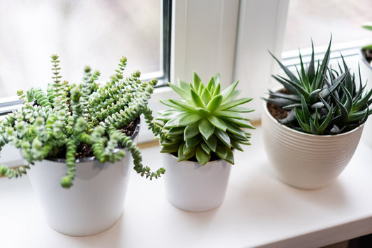 Succulents Care Guide - Georgina Garden Centre