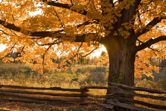 Goodbye Green: Why Leaves Change Colour in the Fall - Georgina Garden Centre
