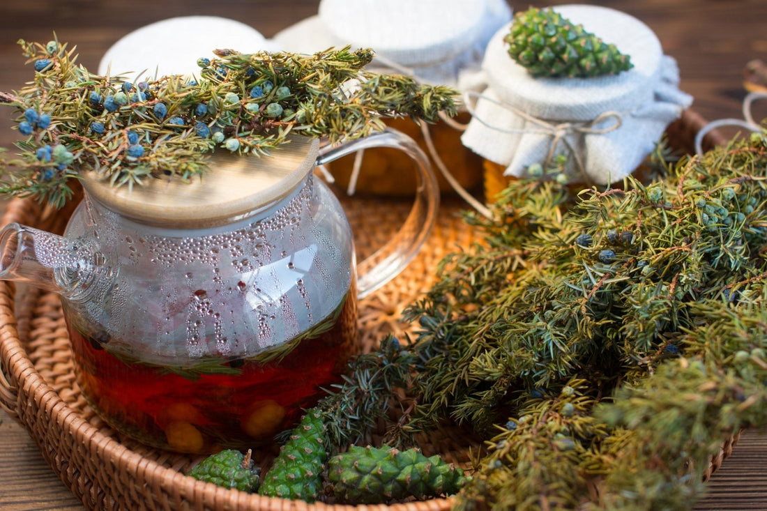 Winter’s Hidden Pantry: Foraging and Brewing Teas - Georgina Garden Centre